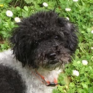 Meet your Posher, Wendy